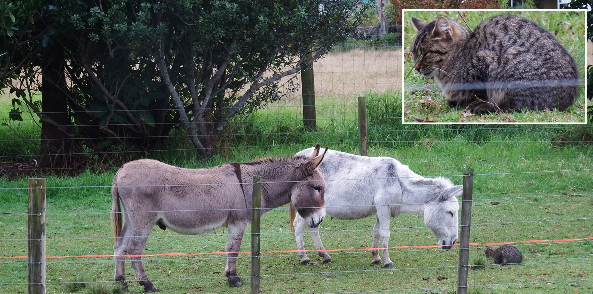 Jane, Heke and Nahko